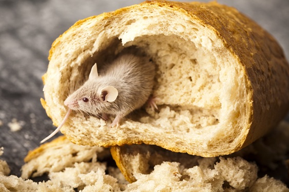 Avoid cooking in areas where pests or pest treatments have been present until they are confirmed pest-free.