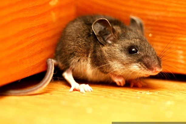 Mice are capable of squeezing through very small openings.