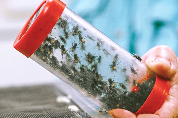 Expert pest control in Calgary ensures that you receive a comprehensive solution, from identifying the type of flies to using safe, environmentally friendly treatments.