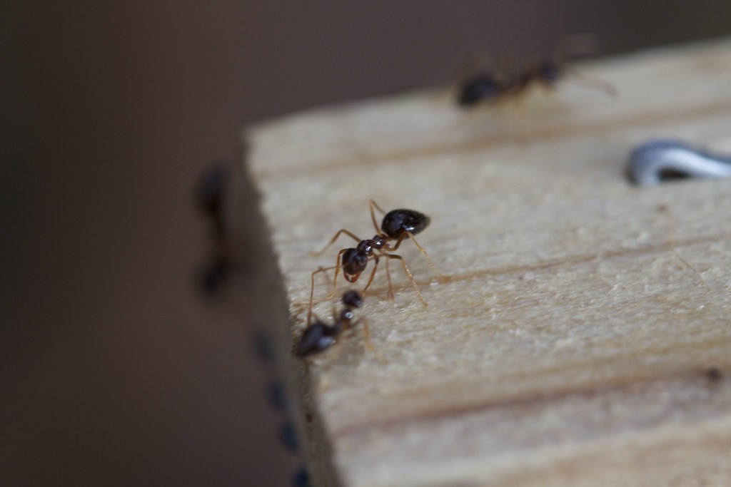 The species of ants can influence the treatment cost.