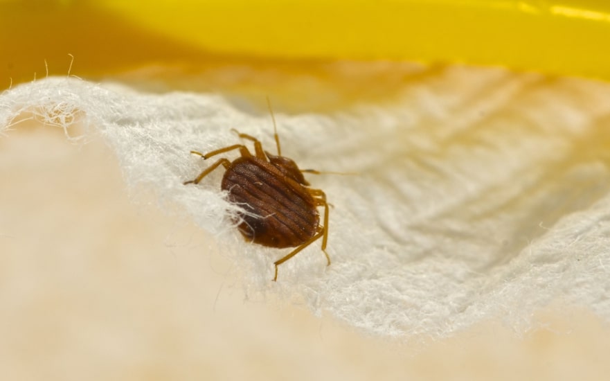 Pest control spray is designed to be safe for use in bedrooms and living areas, as long as the instructions are followed carefully.