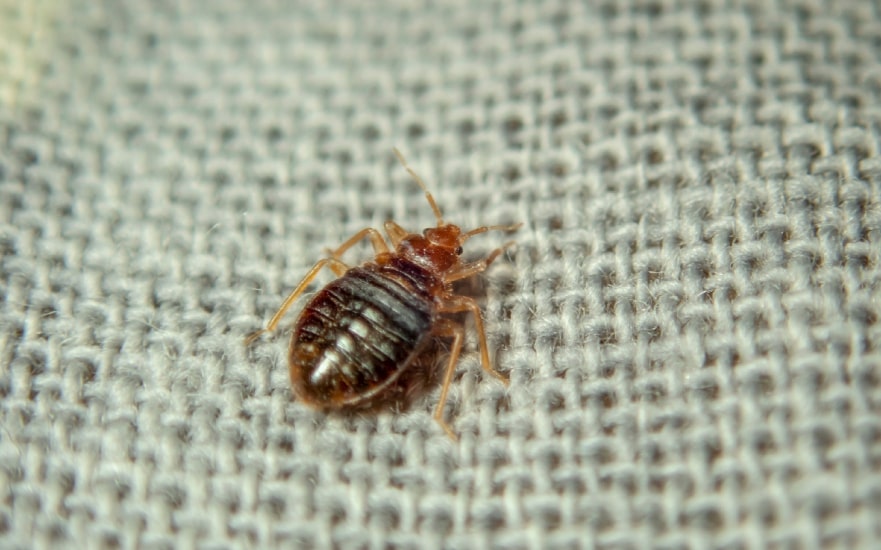 Orkin Pest Control takes the safety of pets and children seriously. They