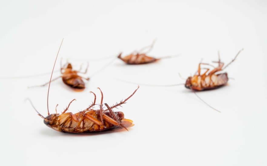 Condominium boards must address pest management as part of their responsibility to maintain a safe and habitable environment.