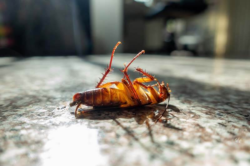 For tackling pest infestations effectively, selecting the correct equipment is critical.