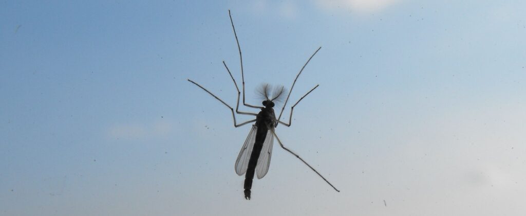 Using pesticides is an efficient way to tackle significant pest infestations.