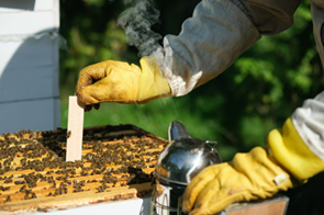 Calling a pest control company ensures that bees are relocated properly, preserving both your home and the environment.