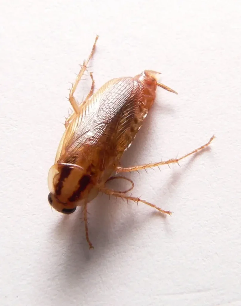 Within the first few days after a treatment, you may notice fewer roaches in your home.