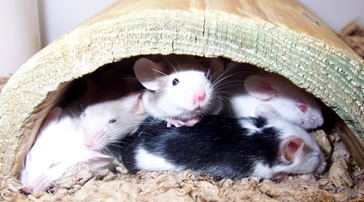 The cost of pest control for mice can vary depending on several factors such as the size of your property, the severity of the infestation, and the type of service you choose.