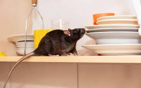 If you're noticing signs of mice activity like droppings, gnaw marks on food packaging or furniture, or hearing scratching sounds, it's likely time to call pest control.
