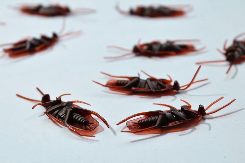 Pests, particularly cockroaches, are highly attracted to moisture and stagnant water.