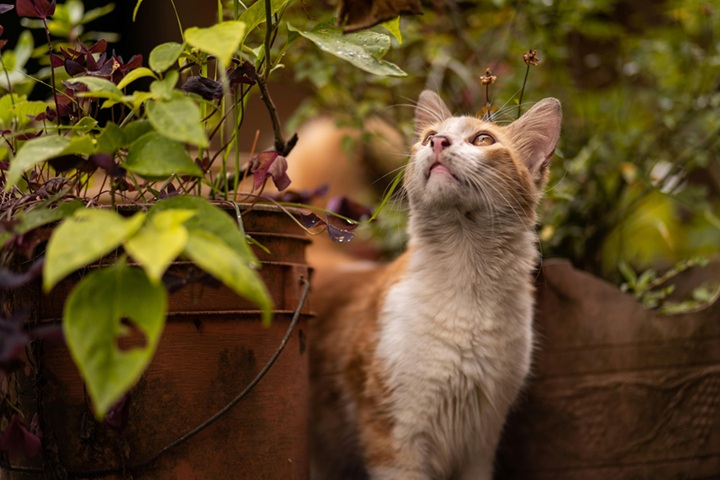 Cats are particularly effective in reducing the presence of rodents, such as mice and voles, as well as insects like flies and moths.