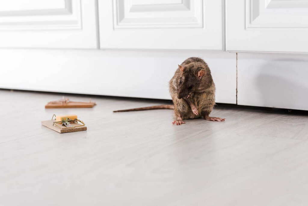 Pest Control services often include sealing holes and entry points in your home.